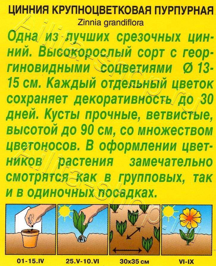 Цинния Крупноцветковая пурпурная 0,3г