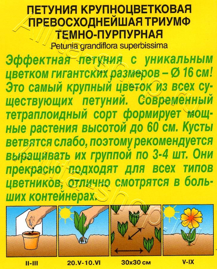 Петуния Триумф темно-пурпурная крупноцветковая 7шт