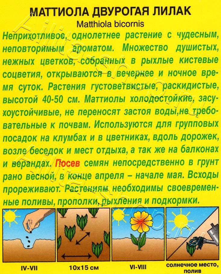 Маттиола двурогая Лилак 0,5г