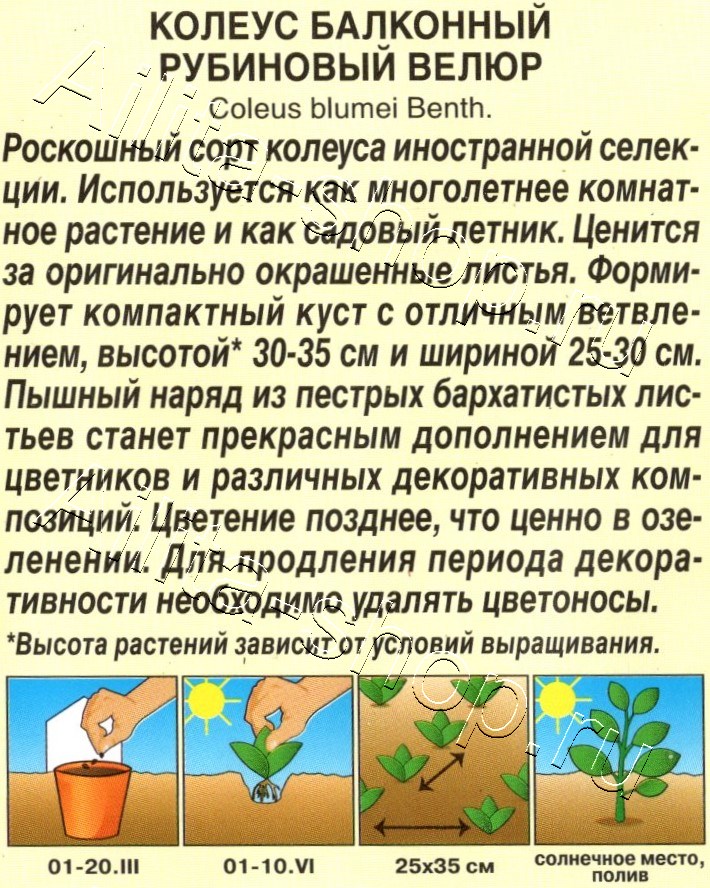 Колеус балконный Рубиновый велюр 5шт