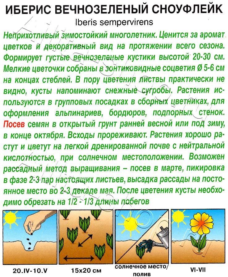 Иберис Сноуфлейк многолетний 0,1г