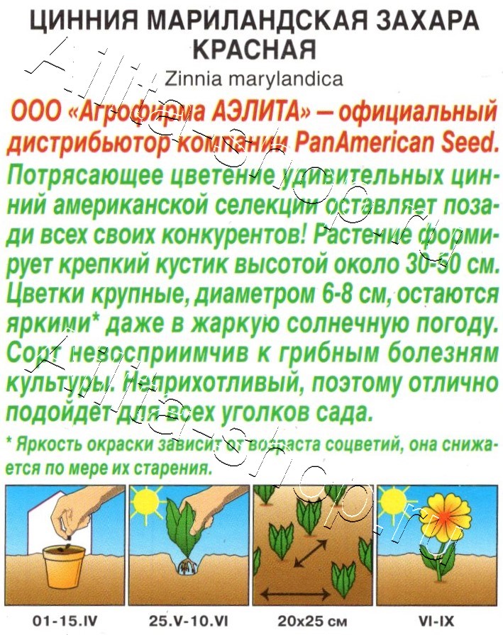 Цинния Захара красная  5шт