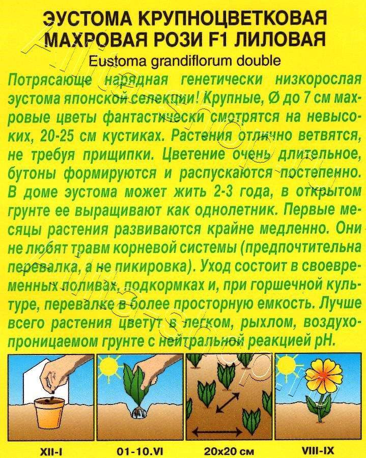 Эустома Рози F1 лиловая крупноцветковая махровая 5шт