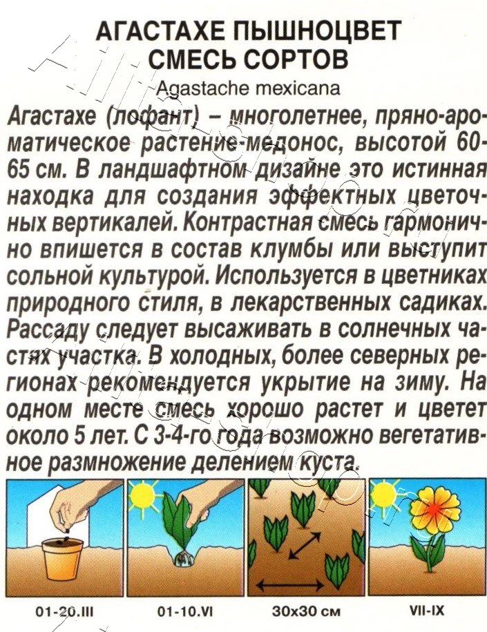 Агастахе Пышноцвет, смесь сортов  0,1г