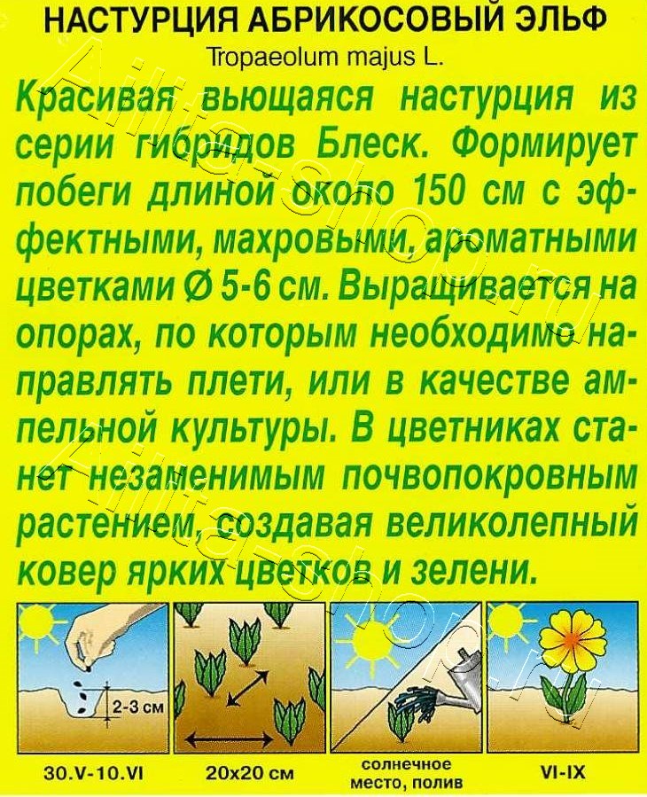 Настурция Абрикосовый эльф 1г