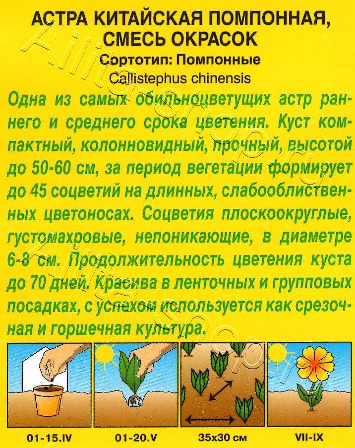 Астра Помпонная, смесь окрасок 0,2г