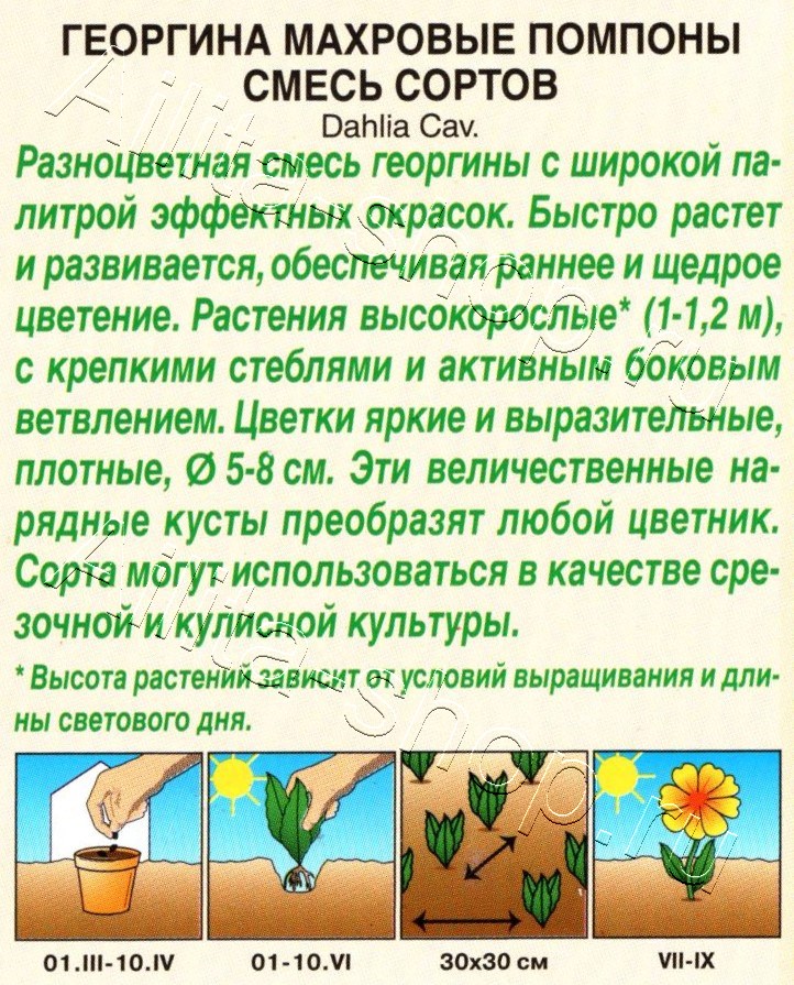 Георгина Махровые помпоны, смесь сортов 0,2г