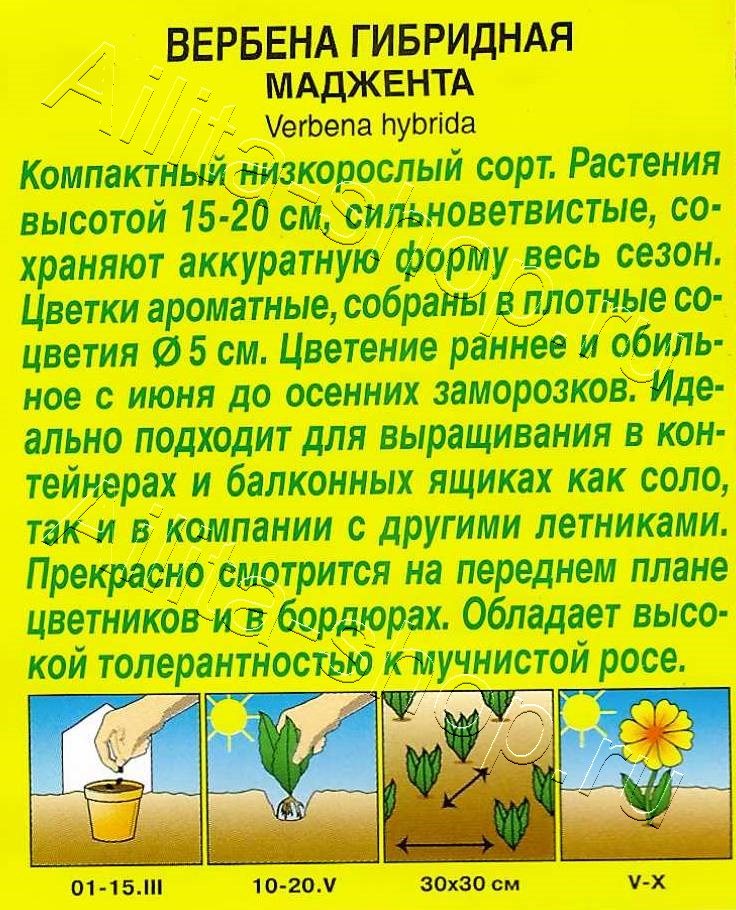 Вербена Маджента 10шт