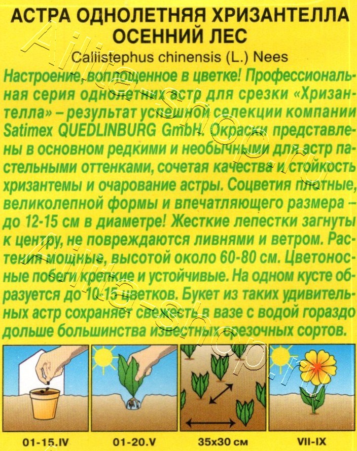 Астра Хризантелла осенний лес 15шт