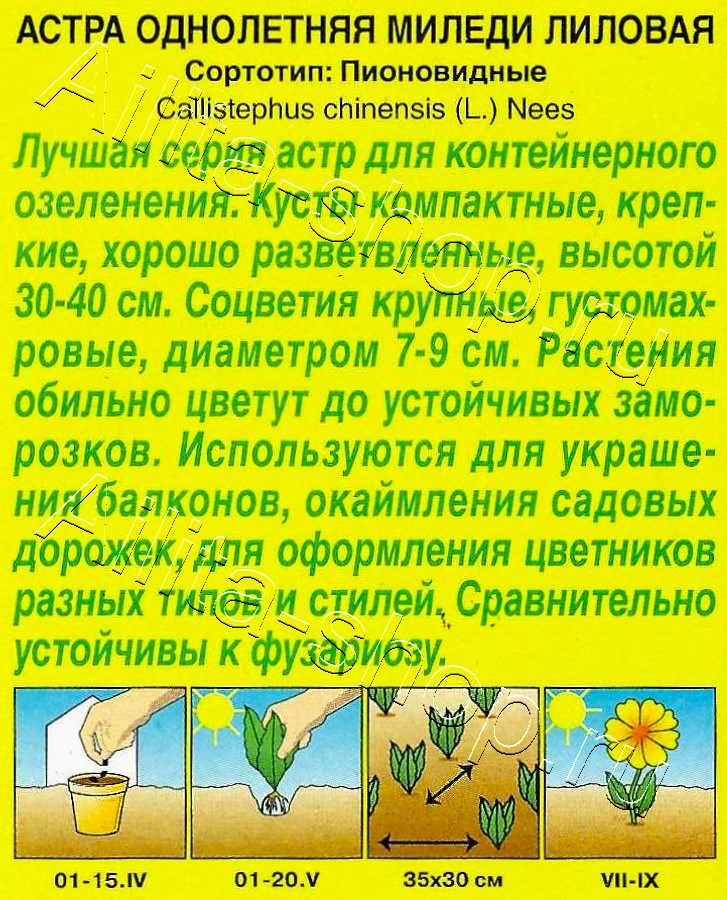 Астра Миледи лиловая 0,2г