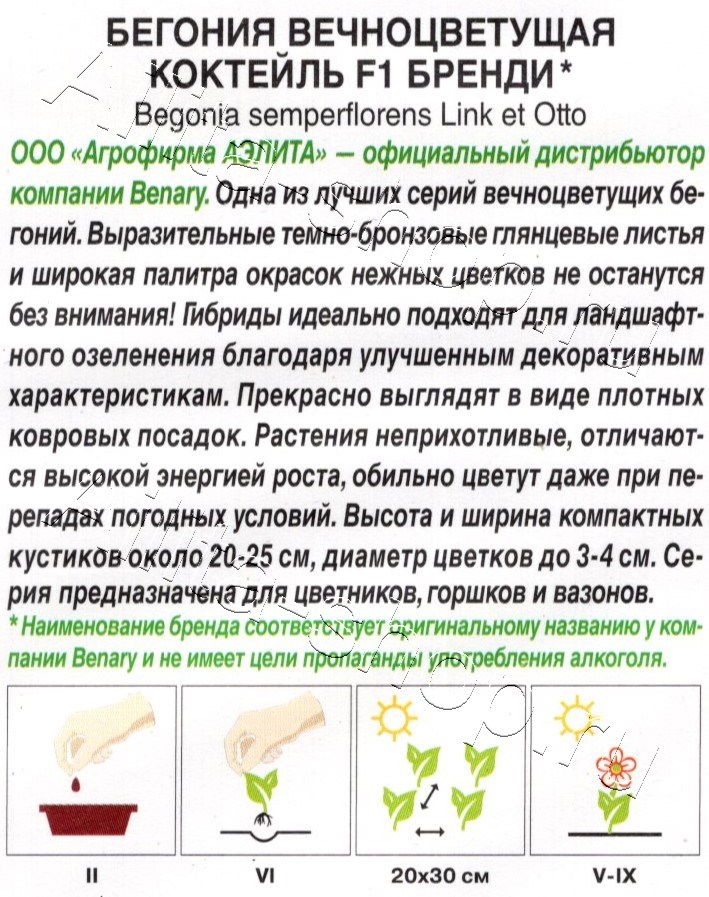 Бегония вечноцветущая Коктейль F1 бренди 7шт