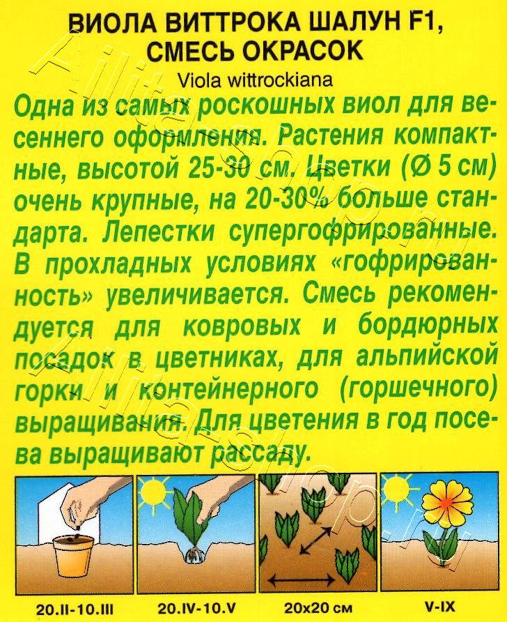 Виола Шалун F1, смесь окрасок 5шт