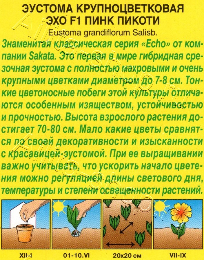 Эустома Эхо F1 пинк пикоти крупноцветковая 5шт
