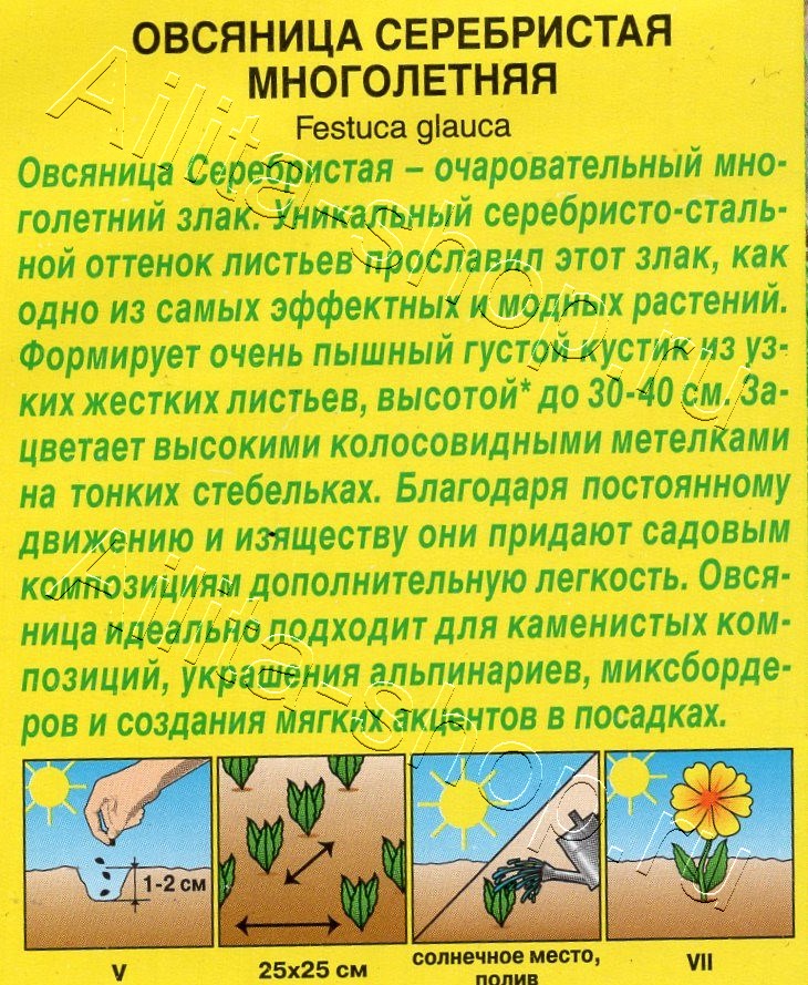 Овсяница Серебристая многолетняя 5шт