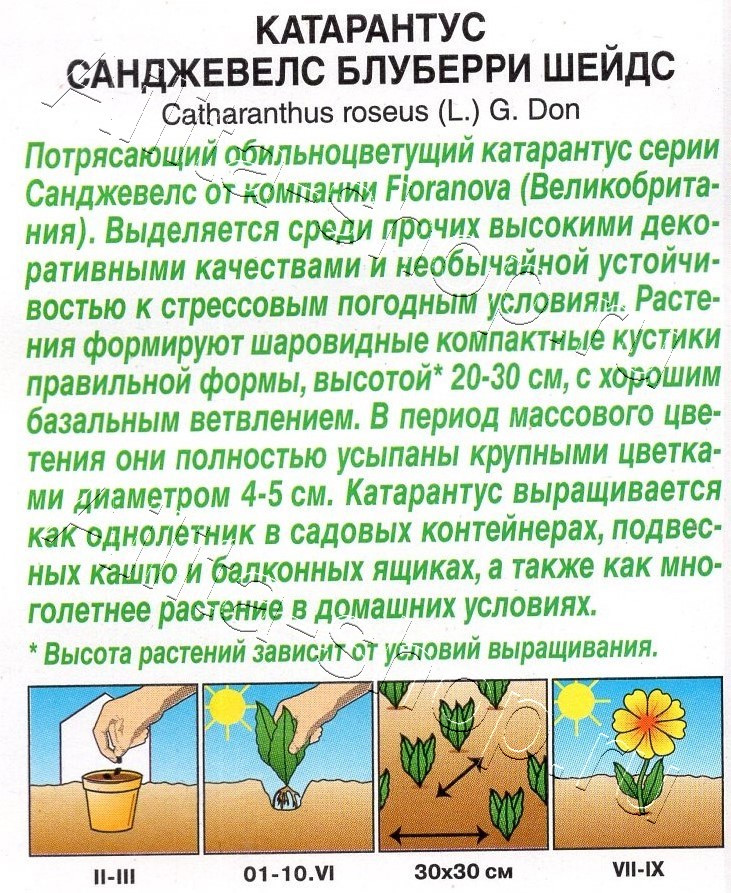 Катарантус Санджевелс блуберри шейдс 7шт