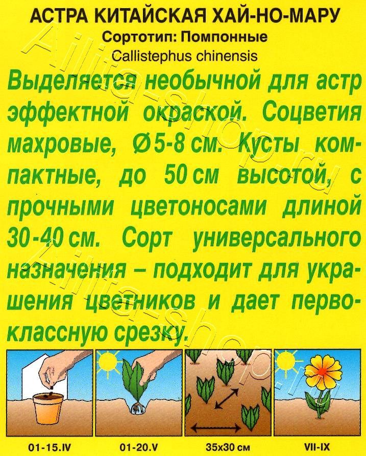 Астра Хай-но-мару помпонная 0,1г