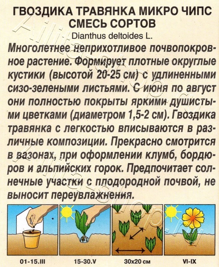 Гвоздика Микро чипс многолетняя, смесь сортов 0,05г