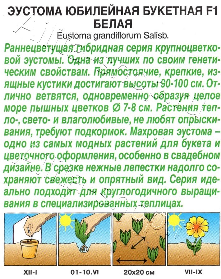 Эустома Юбилейная букетная F1 махровая белая 5шт