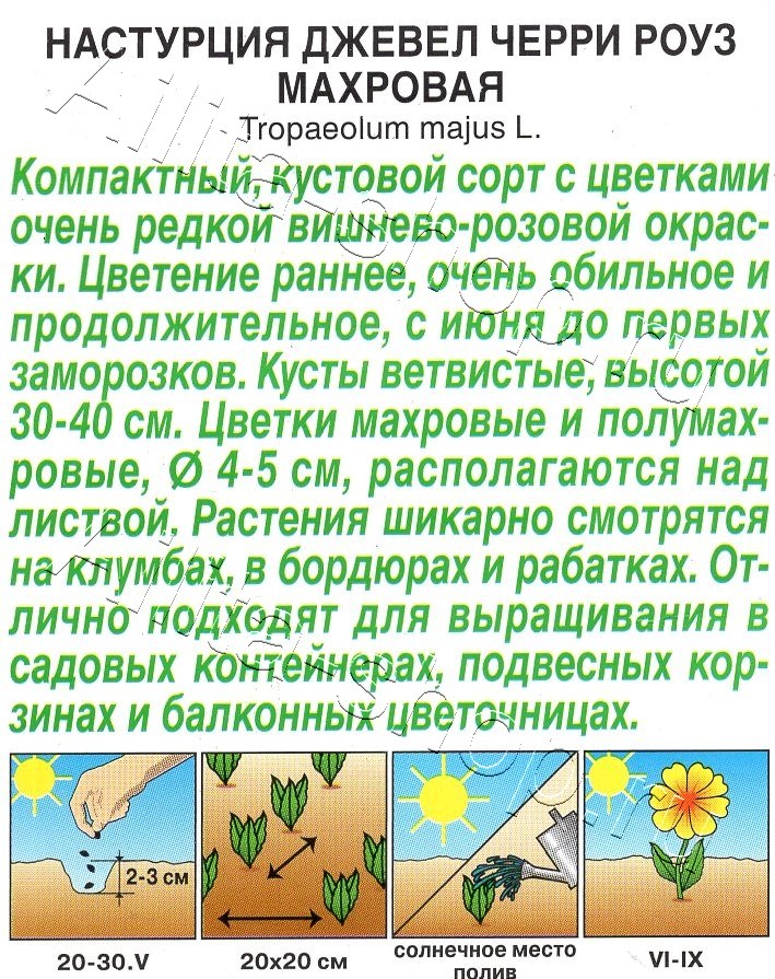 Настурция Джевел черри роуз махровая 4шт