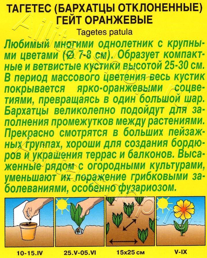 Бархатцы Гейт оранжевые отклоненные 7шт