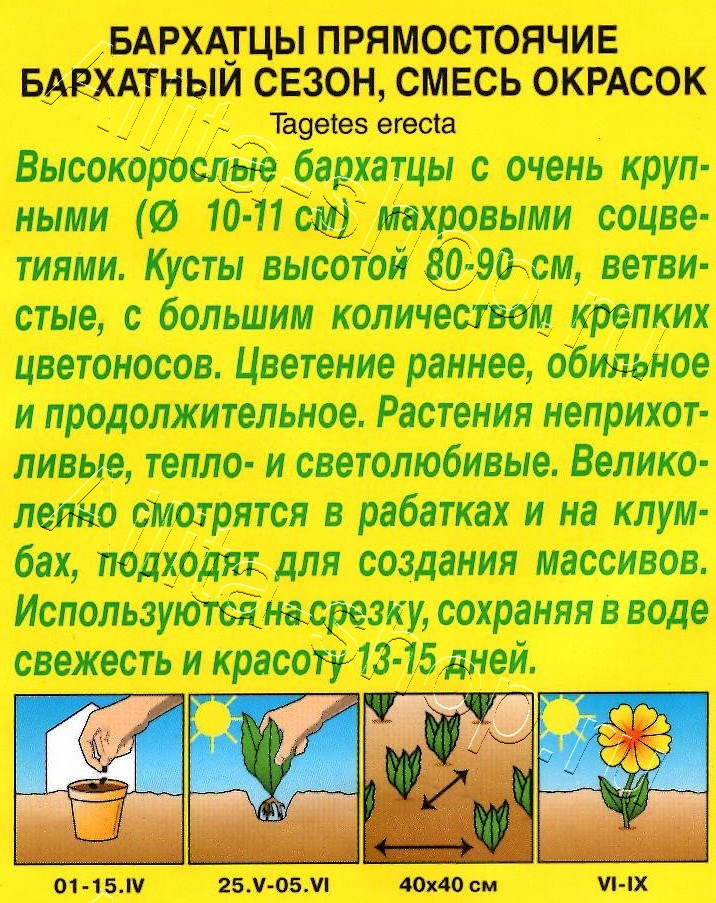 Бархатцы Бархатный сезон прямостоячие, смесь сортов 0,1г