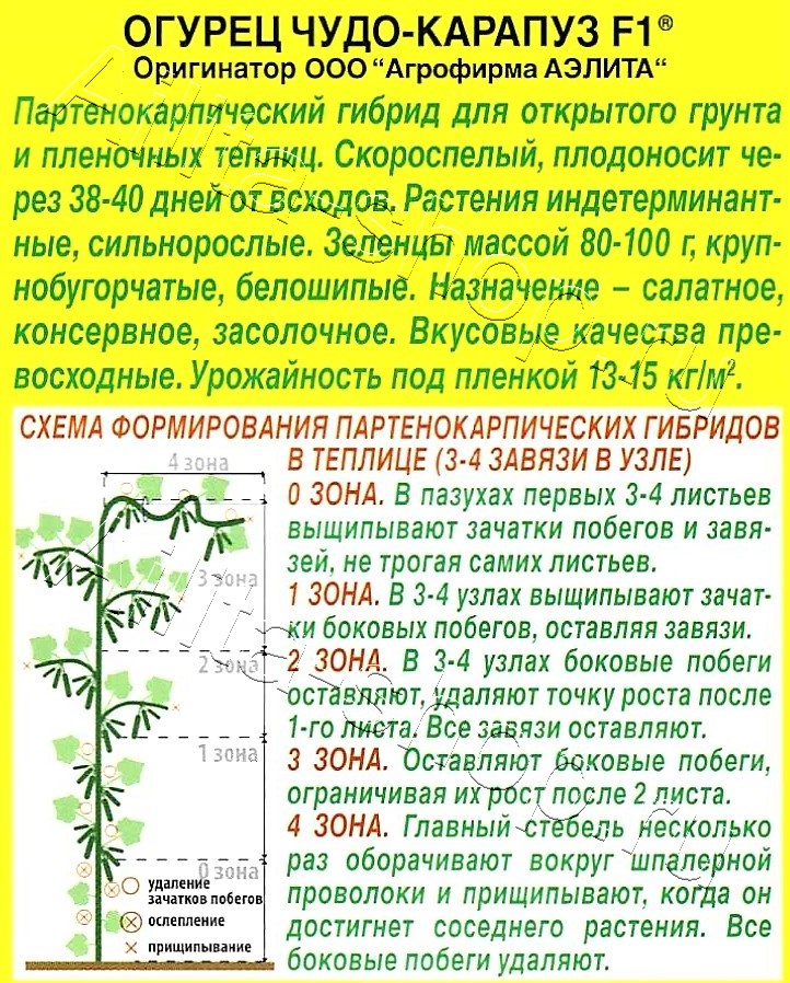 Огурец Чудо карапуз F1 10шт