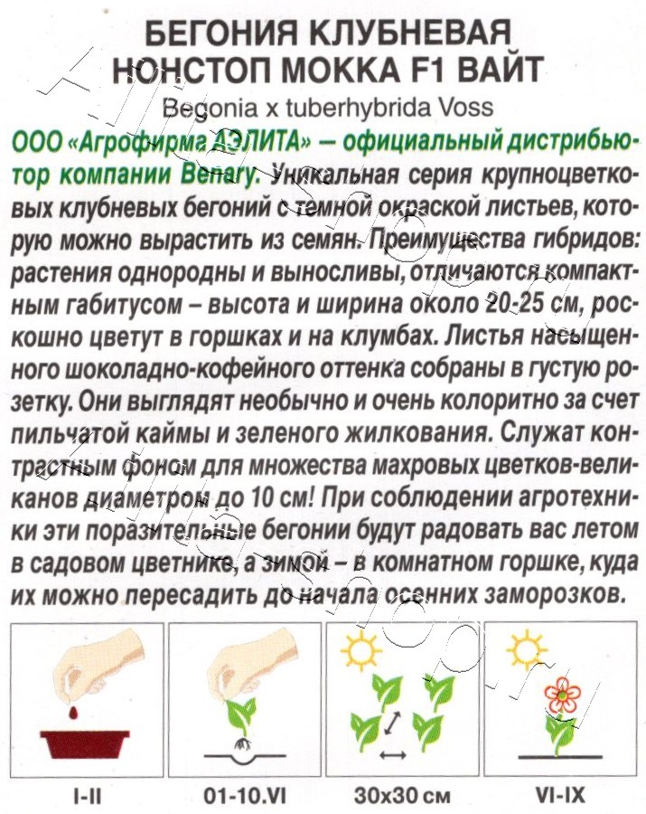 Бегония клубневая Нонстоп мокка F1 вайт 5шт