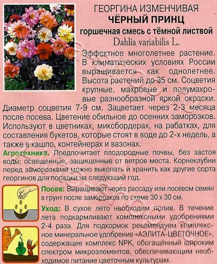 Георгина Черный принц, смесь 0,2г