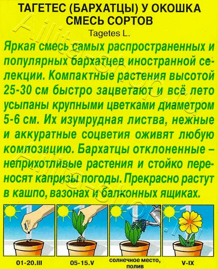 Бархатцы У окошка, смесь сортов 7шт