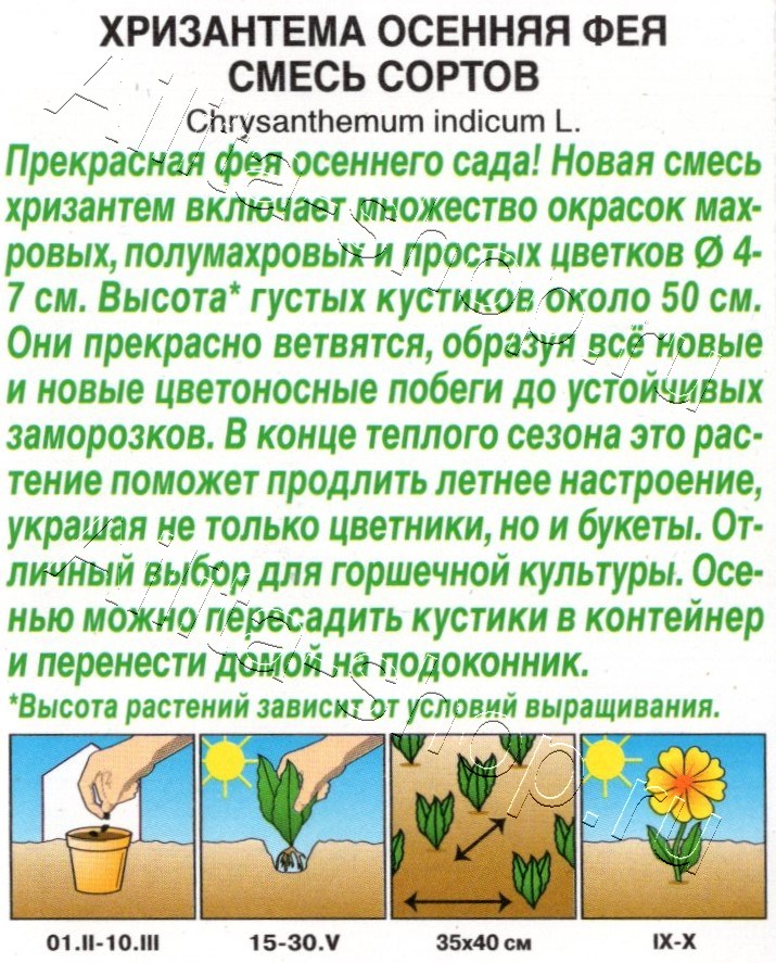 Хризантема Осенняя фея, смесь сортов 0,02г