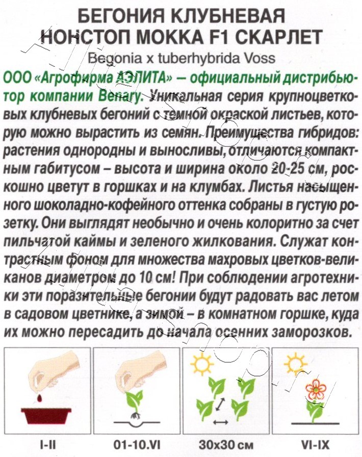 Бегония клубневая Нонстоп мокка F1 скарлет 5шт
