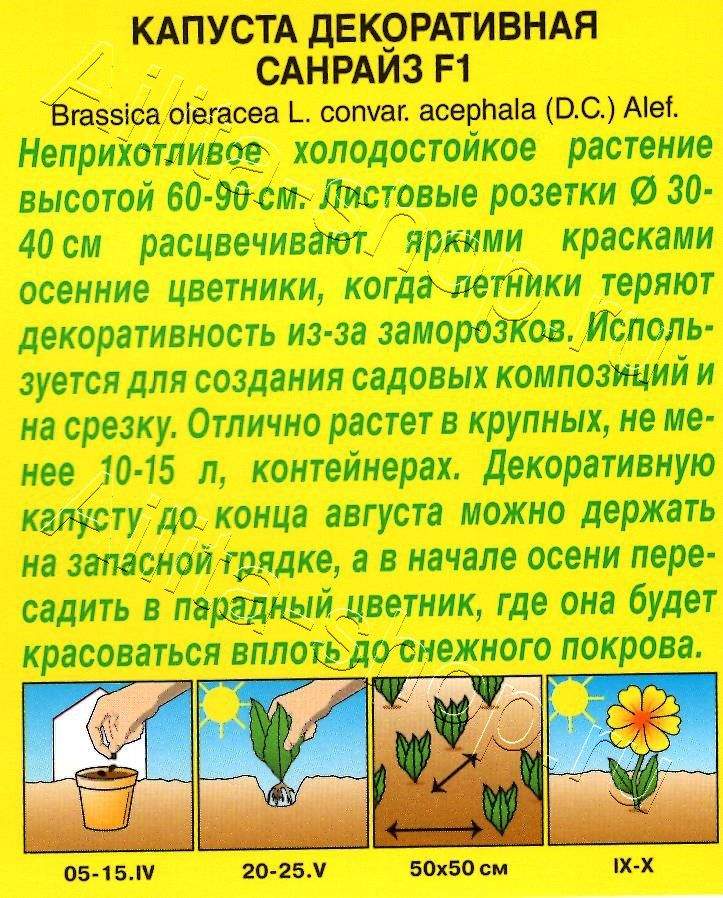 Капуста декоративная Санрайз F1 6шт