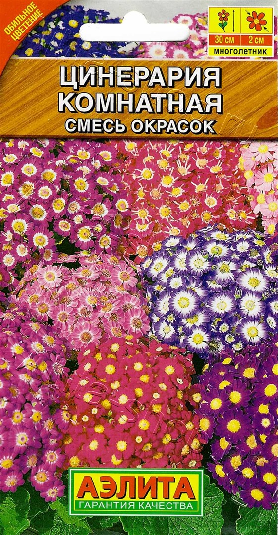 Цинерария Комнатная, смесь сортов 30шт