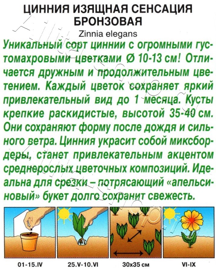 Цинния Сенсация бронзовая 12шт