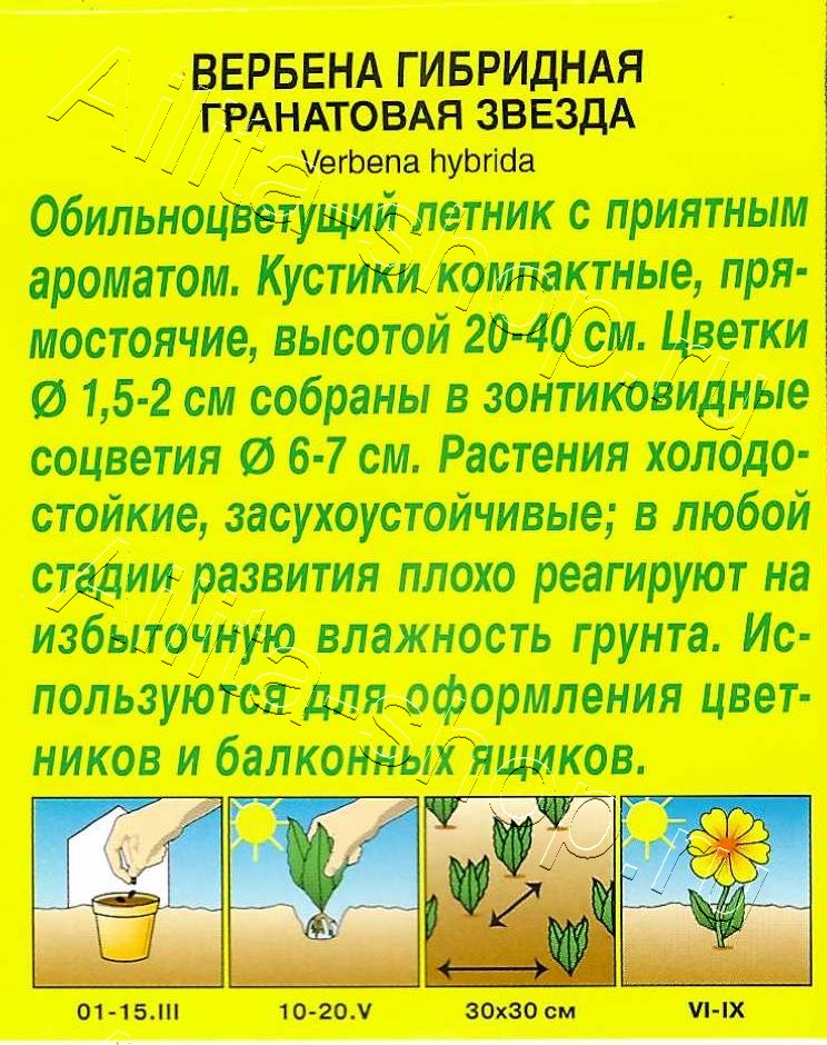 Вербена Гранатовая звезда 30шт