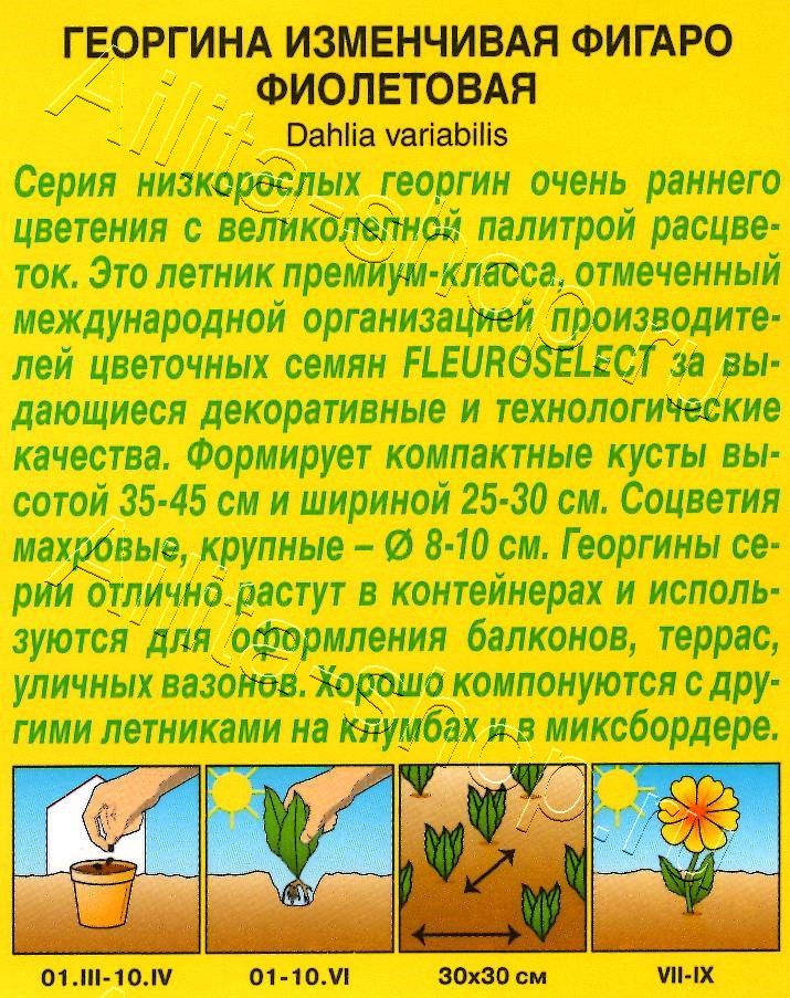 Георгина Фигаро махровая фиолетовая 7шт