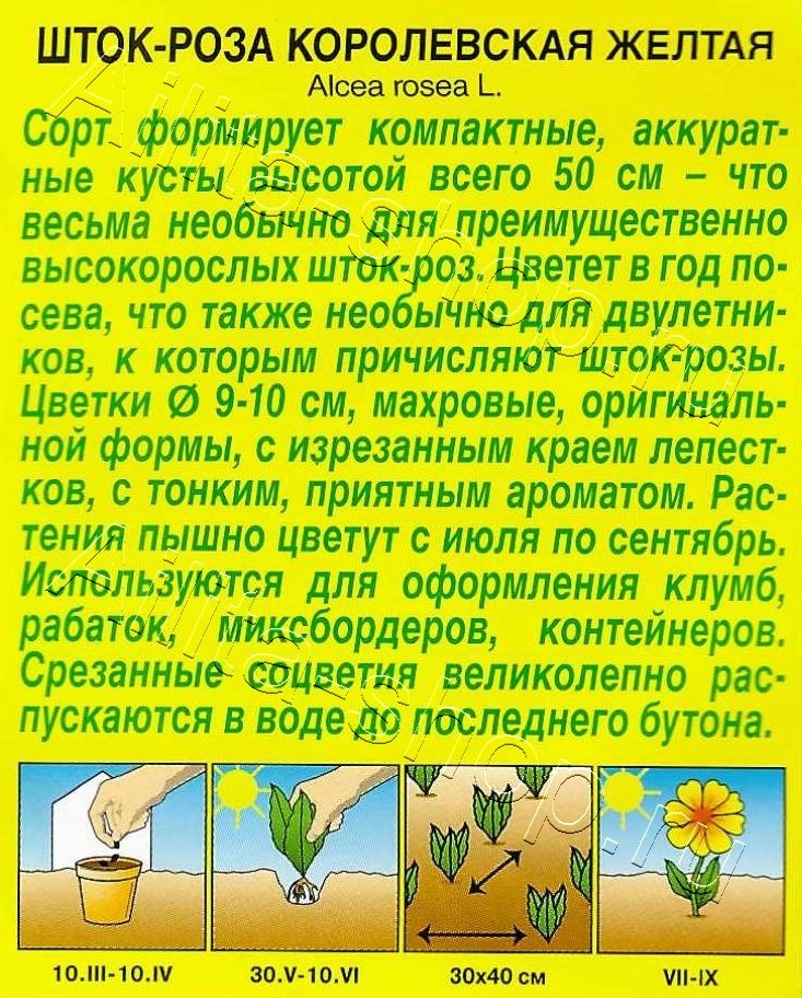 Шток-роза Королевская желтая 10шт