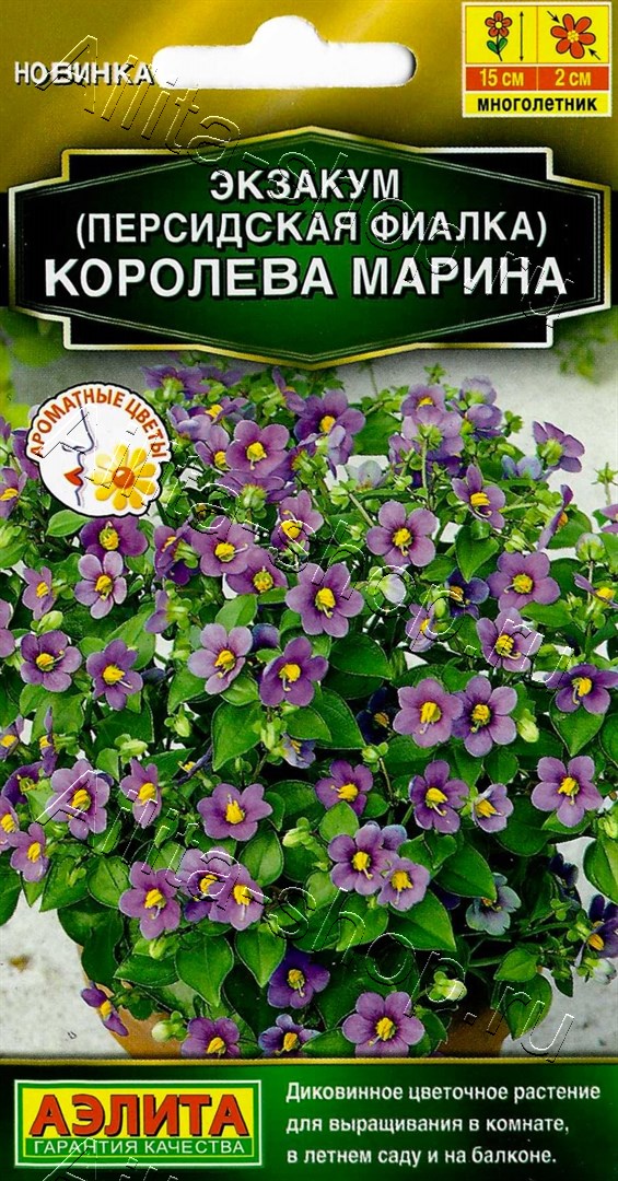 Экзакум (Персидская фиалка) Королева марина 4шт