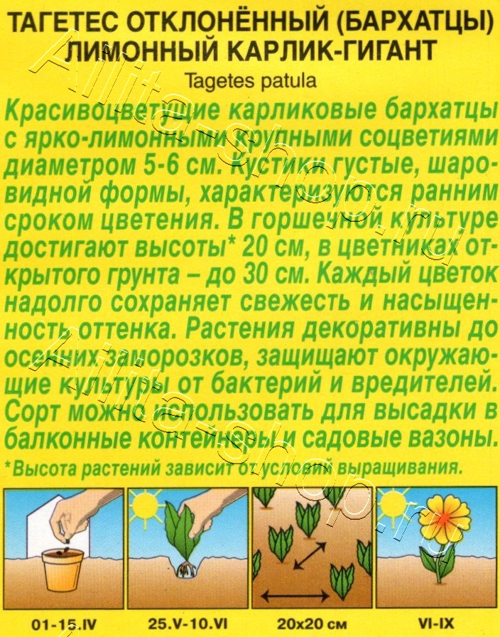 Бархатцы Лимонный карлик-гигант отклоненные 0,3г