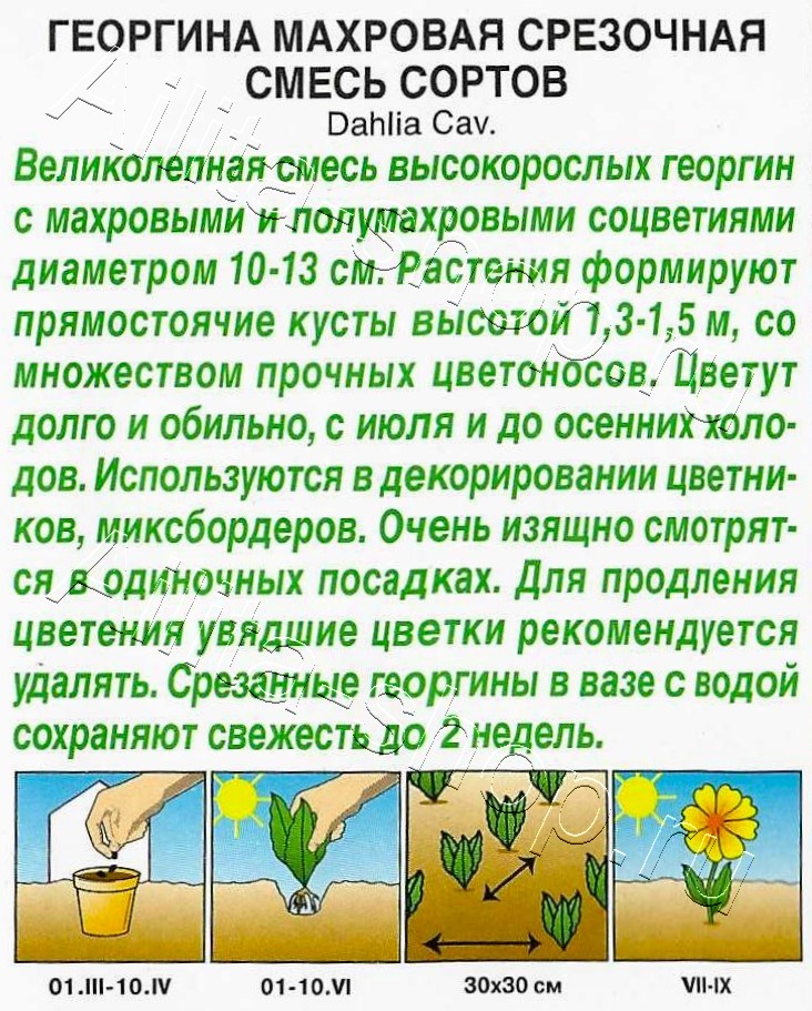 Георгина Махровая срезочная, смесь сортов 0,2г