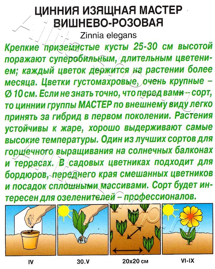 Цинния Мастер вишнево-розовая 12шт