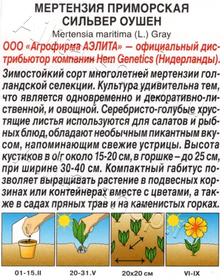 Мертензия приморская Сильвер Оушен 5шт