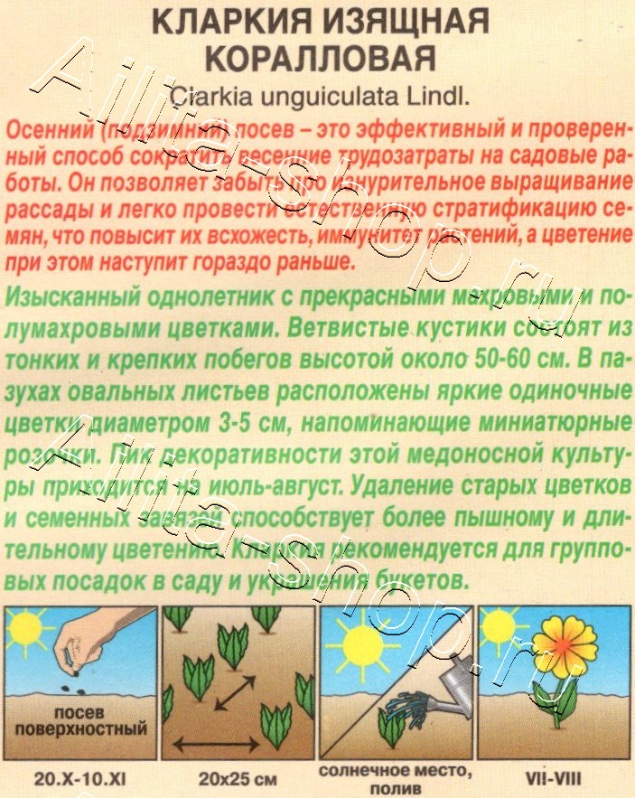 Кларкия изящная Коралловая 0,1г