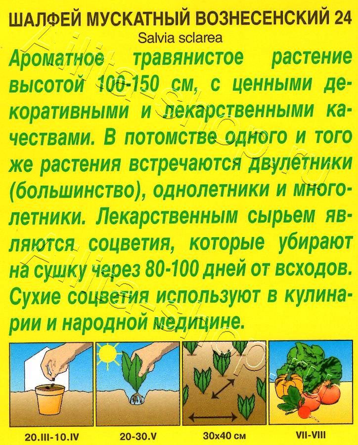 Шалфей мускатный Вознесенский 24 0,2г