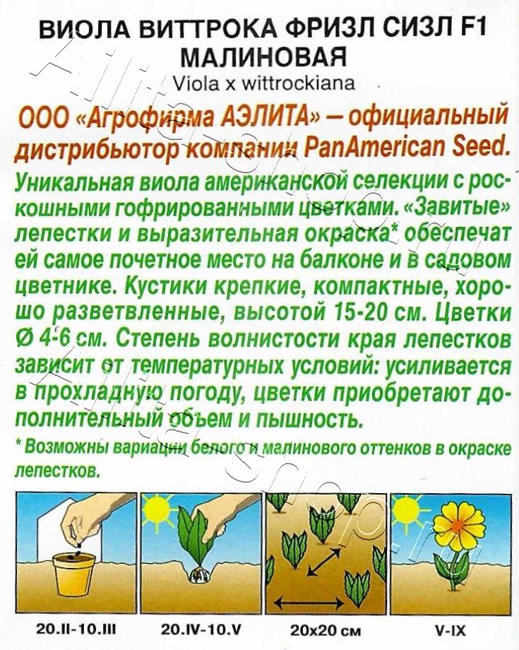 Виола Фризл Сизл F1 малиновая гофрированная 5шт