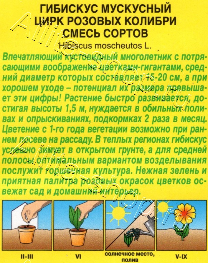 Гибискус Цирк розовых колибри 7шт