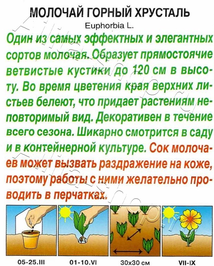 Молочай Горный хрусталь 20шт