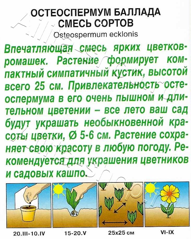 Остеоспермум Баллада,смесь сортов 10шт