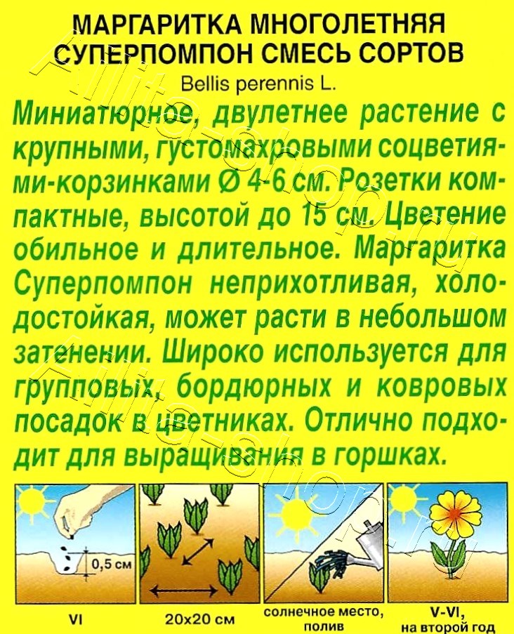 Маргаритка Суперпомпон, смесь окрасок 0,05г