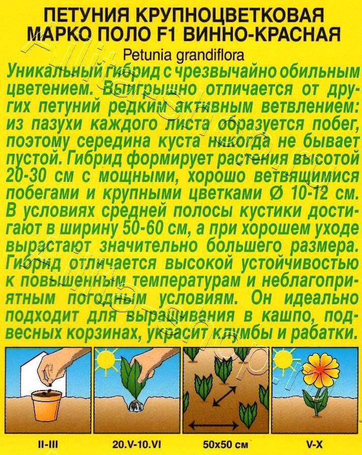 Петуния Марко Поло F1 винно-красная 7шт